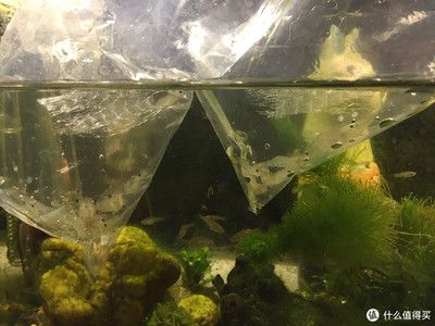 观海水族鱼缸创造出一个适合虾生活的良好环境养虾指南：养虾指南 鱼缸百科 第3张