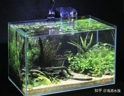 观海水族鱼缸创造出一个适合虾生活的良好环境养虾指南：养虾指南 鱼缸百科 第1张