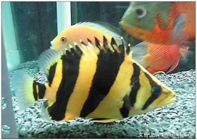 天津秋水鱼悦水族文化传播海象鱼和海象鱼能混养吗：什么样的鱼适合和红龙鱼混养 鱼缸百科