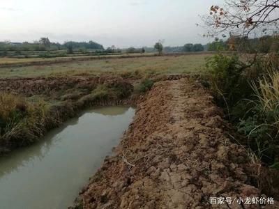 红海鱼缸养殖指南：红海生态揭秘红海生态揭秘红海虾类养殖指南 鱼缸百科 第2张