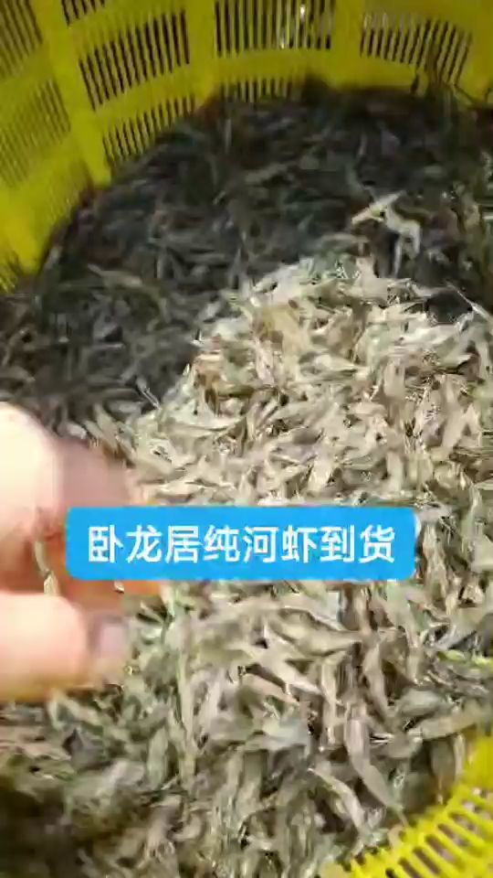 河虾，：河虾[CLS]河虾[CLS]河虾 观赏鱼论坛