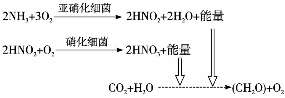 光合硝化细菌的培养技巧：光合硝化细菌可以直接放在鱼缸里但需要注意以下几点