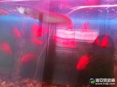 生态鱼缸的维护秘籍：海安市多家店铺销售鱼缸