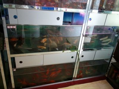 海博鱼缸官网网址是什么？：探索海洋生物的奇幻之旅 鱼缸百科 第1张