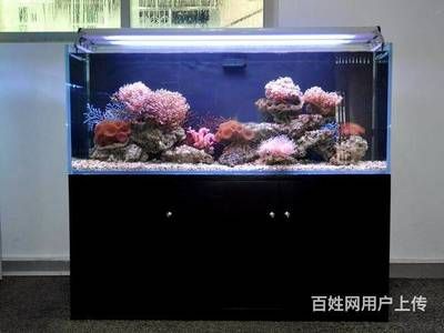 海水鱼缸生态系统的换水技巧和方法和方法和方法：海水鱼缸换水技巧 鱼缸百科 第4张