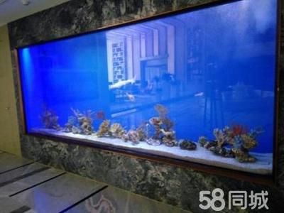 海水纯鱼缸造景效果图海洋生物多样性与生态平衡：关于海水纯鱼缸造景效果图