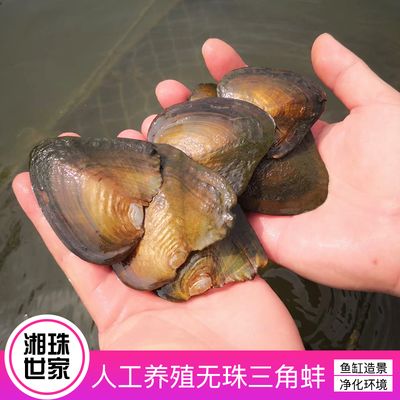 鱼缸水质管理策略养河蚌在鱼缸水质管理策略养鱼策略：养河蚌在鱼缸中存在多种潜在危害，需要养鱼者谨慎对待 鱼缸百科 第1张