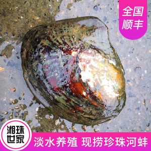 鱼缸水质管理策略养河蚌在鱼缸水质管理策略养鱼策略：养河蚌在鱼缸中存在多种潜在危害，需要养鱼者谨慎对待 鱼缸百科 第2张