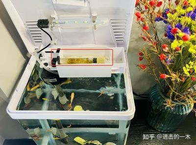 鱼缸过滤器的安装步骤：鱼缸过滤净水器安装步骤和注意事项和注意事项和注意事项 鱼缸百科 第1张