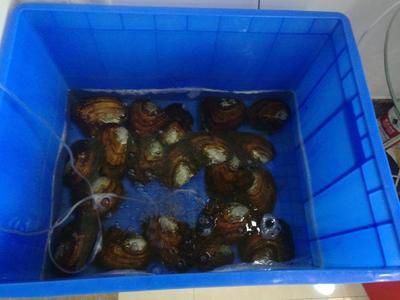 河蚌在鱼缸中养河蚌需要考虑水质、食物来源以及疾病预防：如何科学养殖河蚌