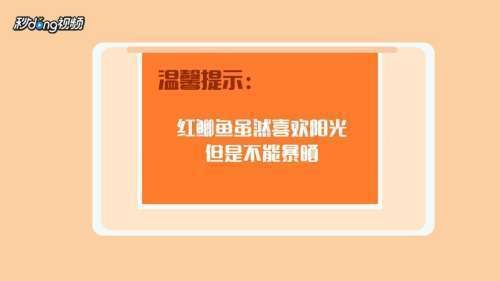 红鲫鱼在鱼缸中死亡的原因：红鲫鱼为什么会死亡