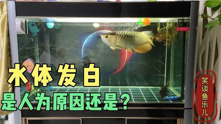 鱼缸换水后水质发白是怎么回事？：换水后鱼缸换水后水质发白并伴有白毛