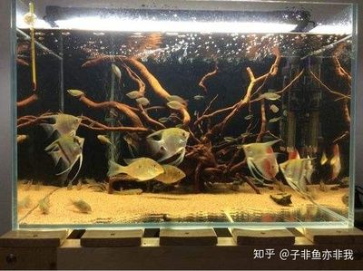 海缸和普通鱼缸的生态系统的构建与维护构建与维护技巧：海缸与普通鱼缸的区别 鱼缸百科 第4张