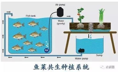 鱼缸设计的艺术与科学观赏鱼缸的设计不仅是一项技术活：关于观赏鱼缸设计的问题