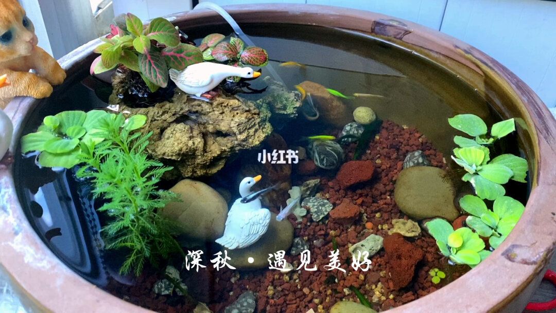 如何选择古法养鱼的鱼缸：古法养鱼与生态缸的区别 鱼缸百科 第3张