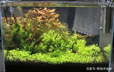 鱼缸水雾蒙蒙怎么办？：鱼缸换水后水雾蒙蒙怎么办 鱼缸百科 第2张