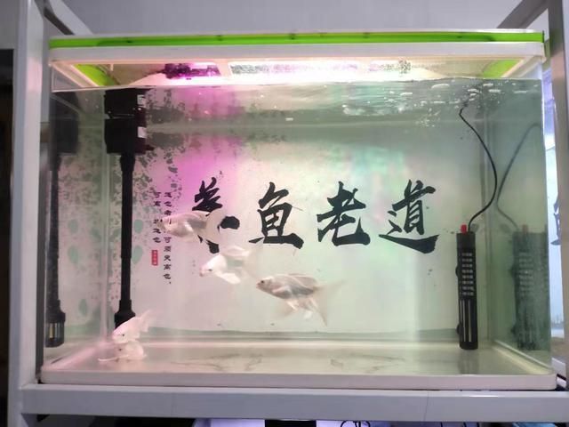 蝴蝶锦鲤鱼缸尺寸的建议：养活蝴蝶锦鲤最小鱼缸尺寸是10升的缸：关于蝴蝶锦鲤鱼缸尺寸的建议