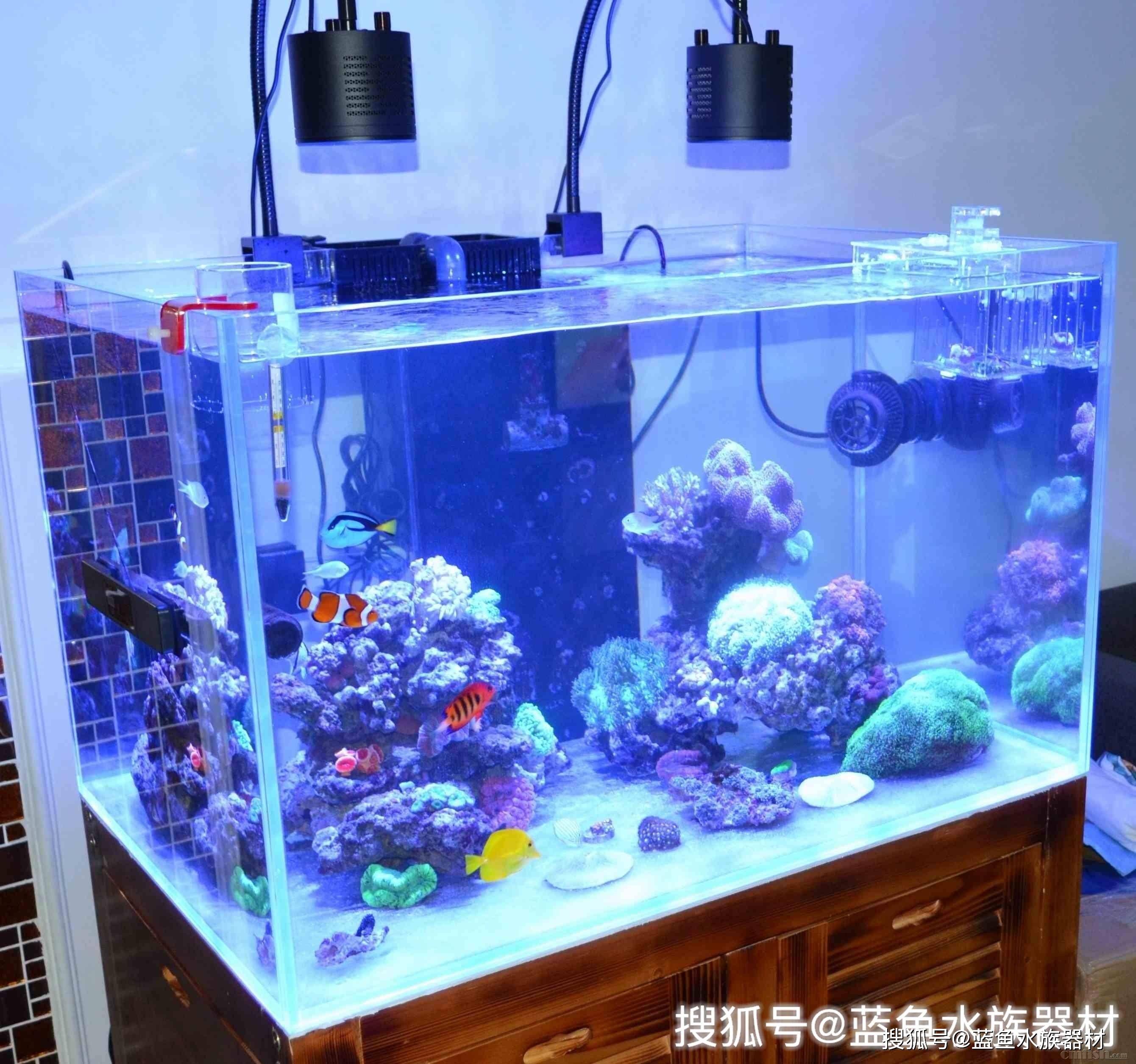 观赏海水族鱼缸的饲养技巧：养观赏海水族鱼缸的养护方法和注意事项和注意事项 鱼缸百科 第1张