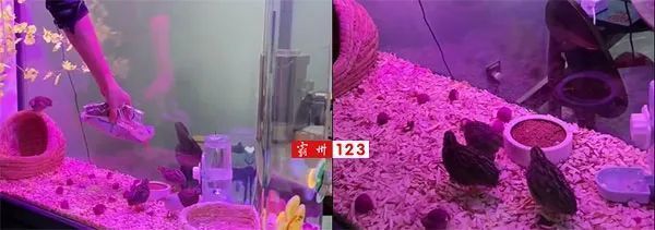 鱼缸漏水怎么办：自制鱼缸漏水技巧与注意事项与注意事项