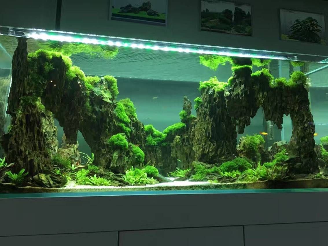 景培训课程选择鱼缸造景培训学校：广州吴氏水草水族造景培训学校选择鱼缸造景培训课程 鱼缸百科 第3张