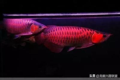 鱼缸水族用品用品图片高清大全：鱼缸水族用品图片高清大全