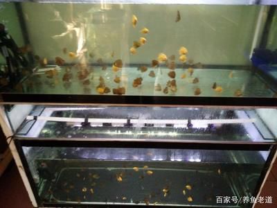 观赏鱼缸造景设计和注意事项和注意事项和注意事项：观赏鱼缸如何设置 鱼缸百科 第1张