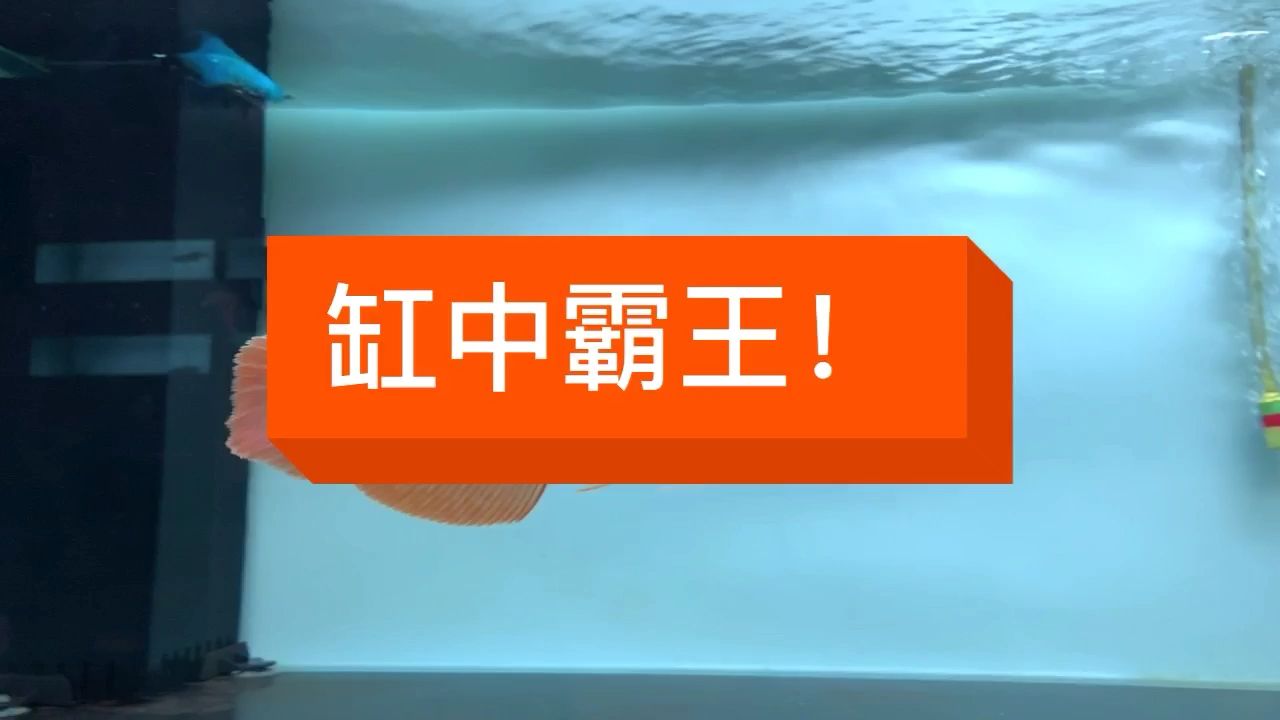 万隆天王烈焰，22公分，深底色，后期发色惊爆你：万隆天王烈焰22公分，后期发色惊爆你已经错过很多缘分