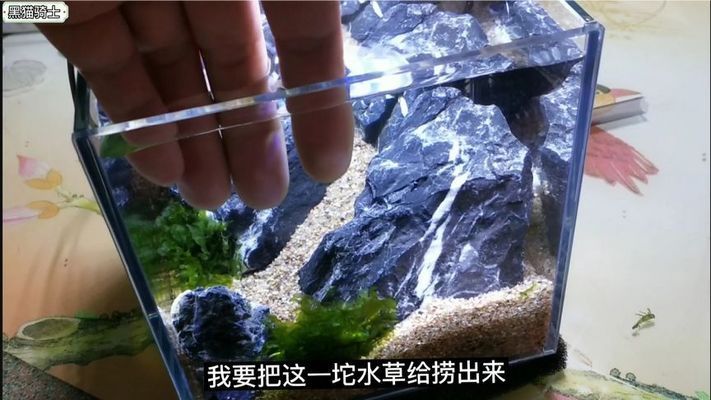 黑食鱼缸造景需要注意哪些问题？：黑食鱼缸造景的艺术与科学