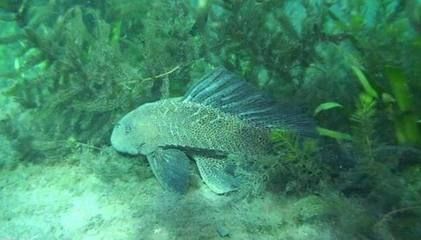 广州花卉博览园探秘广州水族批发市场探秘花卉博览园：广州小鱼缸批发市场 鱼缸百科 第4张