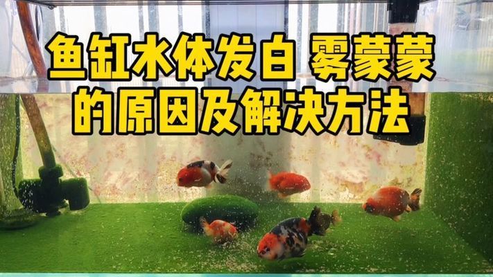 鱼缸水发白雾蒙蒙通常是由于水质出现问题来改善水质：鱼缸水发白雾蒙蒙怎么办 鱼缸百科 第1张