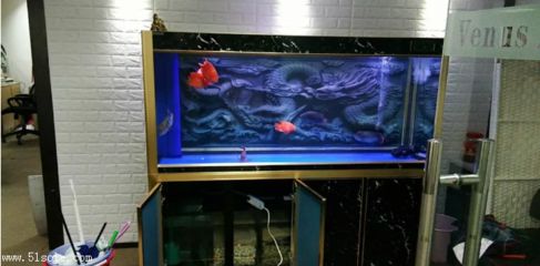 海宁水族箱养护秘籍：水族箱养护秘籍