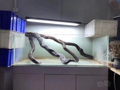 高75鱼缸造景时沉木在不同鱼缸风格中的应用步骤和要点：水族箱造景——沉木造景 鱼缸百科 第4张