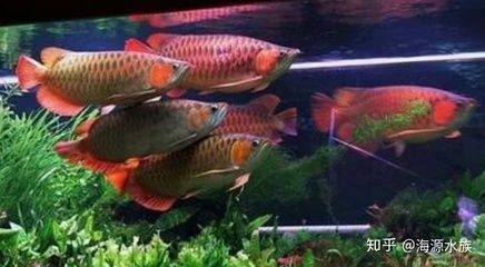 洛阳霞光水族技术玻璃鱼缸定做海鲜池鱼缸多少钱一个的：开一个海鲜鱼缸是一种什么样的体验？ 鱼缸百科