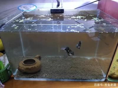 鱼缸水浑浊的原因和解决方案：过滤鱼缸水浑浊的原因和解决方案 鱼缸百科 第1张