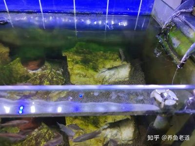 鱼缸换水后出现大量微小气泡是怎么回事：刚换完水鱼缸里出现大量微小气泡可能是什么原因引起的