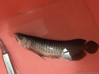 水族箱鱼缸养什么鱼好，：小鱼缸养什么鱼好 鱼缸百科