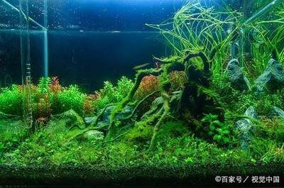 换水后鱼缸水质浑浊可能是由于换水方式不当、水质波动过大：换水后鱼缸变得更浑浊可能是由于多种原因造成的 鱼缸百科 第2张