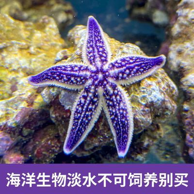 海星鱼缸是一种适合养殖海星的容器，揭秘海星鱼缸的养殖建议：揭秘海星鱼缸与淡水养殖 鱼缸百科 第2张