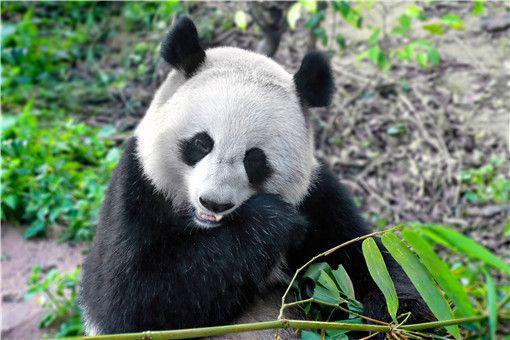 非洲肺鱼的生存策略：肺鱼的生存策略 鱼缸百科 第3张