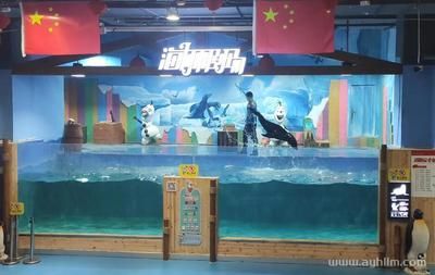 海阳市水族箱养护指南：海阳市水台水台水台水族馆成立于2016年12月13日 鱼缸百科 第1张