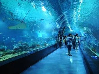 海阳市水族箱养护指南：海阳市水台水台水台水族馆成立于2016年12月13日 鱼缸百科 第2张