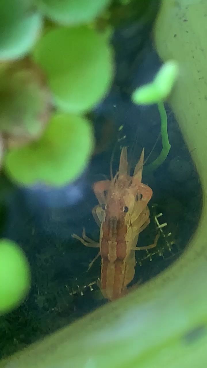 我的小鳌虾当着我的面啪啪啪期待能生虾子虾孙!：我的小鳌虾当着我的面 观赏鱼论坛