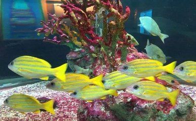 化州鱼缸装饰假山批发市场的介绍：化州市河西大旺水族馆位于广东省茂名化州市河西大旺水族馆 鱼缸百科 第1张