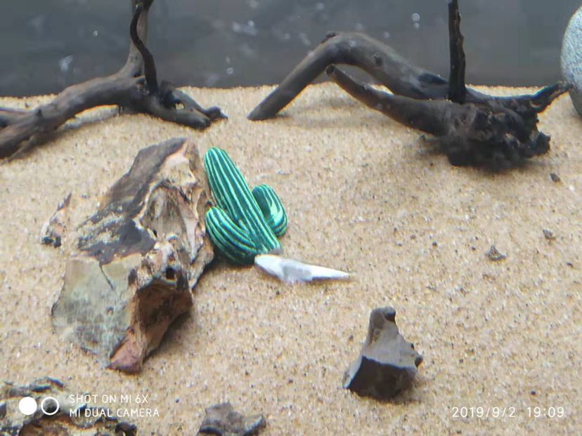 求交布景，油腻的80后评论：吧木头拿出来放脸盆架满水，拿到太阳下爆晒：求交布景,油腻的80后评论：吧木头拿出来放脸盆架满水 观赏鱼论坛 第1张