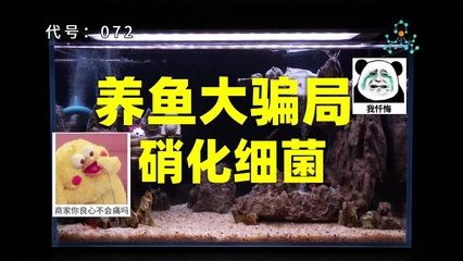 鱼缸观察力和表达能力的培养：观察力和表达能力的培养