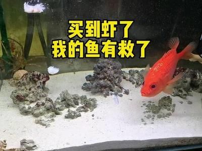 鱼缸观察力和表达能力的培养：观察力和表达能力的培养 鱼缸百科 第4张