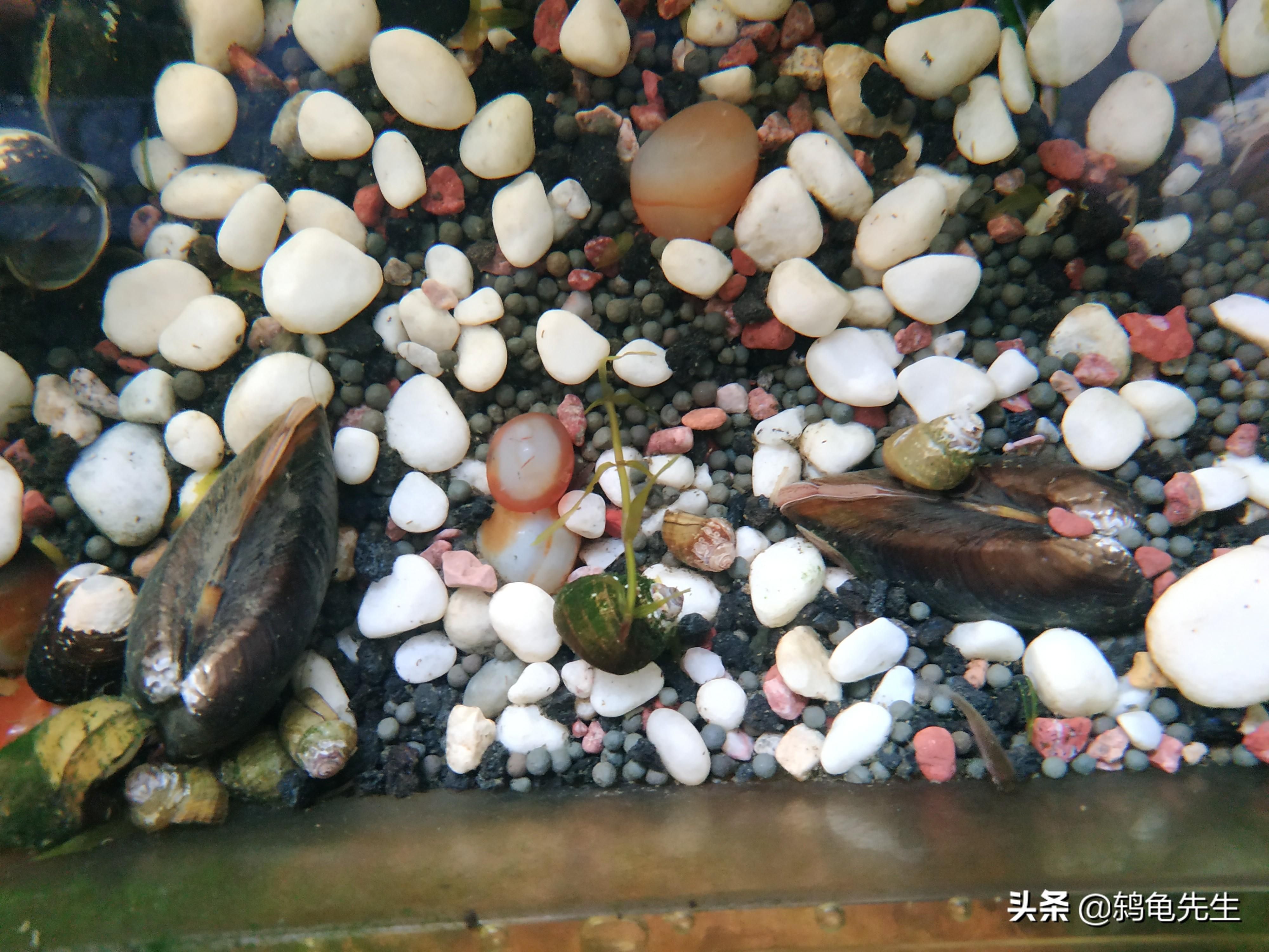 河蚌在鱼缸中的饲养需要注意以下几个方面：河蚌在鱼缸中饲养：家庭鱼缸养河蚌指南 鱼缸百科 第1张