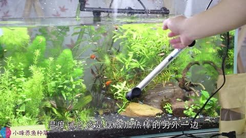 鱼缸加热棒的使用与保养：使用鱼缸加热棒时需要注意以下几个方面应该注意以下几个方面 鱼缸百科 第4张