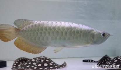 aquarium鱼缸英语怎么写，鱼缸英文介绍：aquarium的英文介绍 鱼缸百科