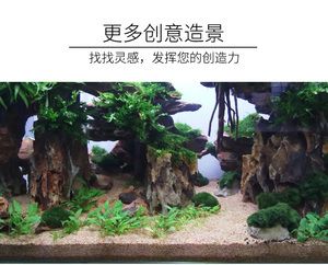 水草缸与普通鱼缸的区别：如何选择底滤鱼缸造景